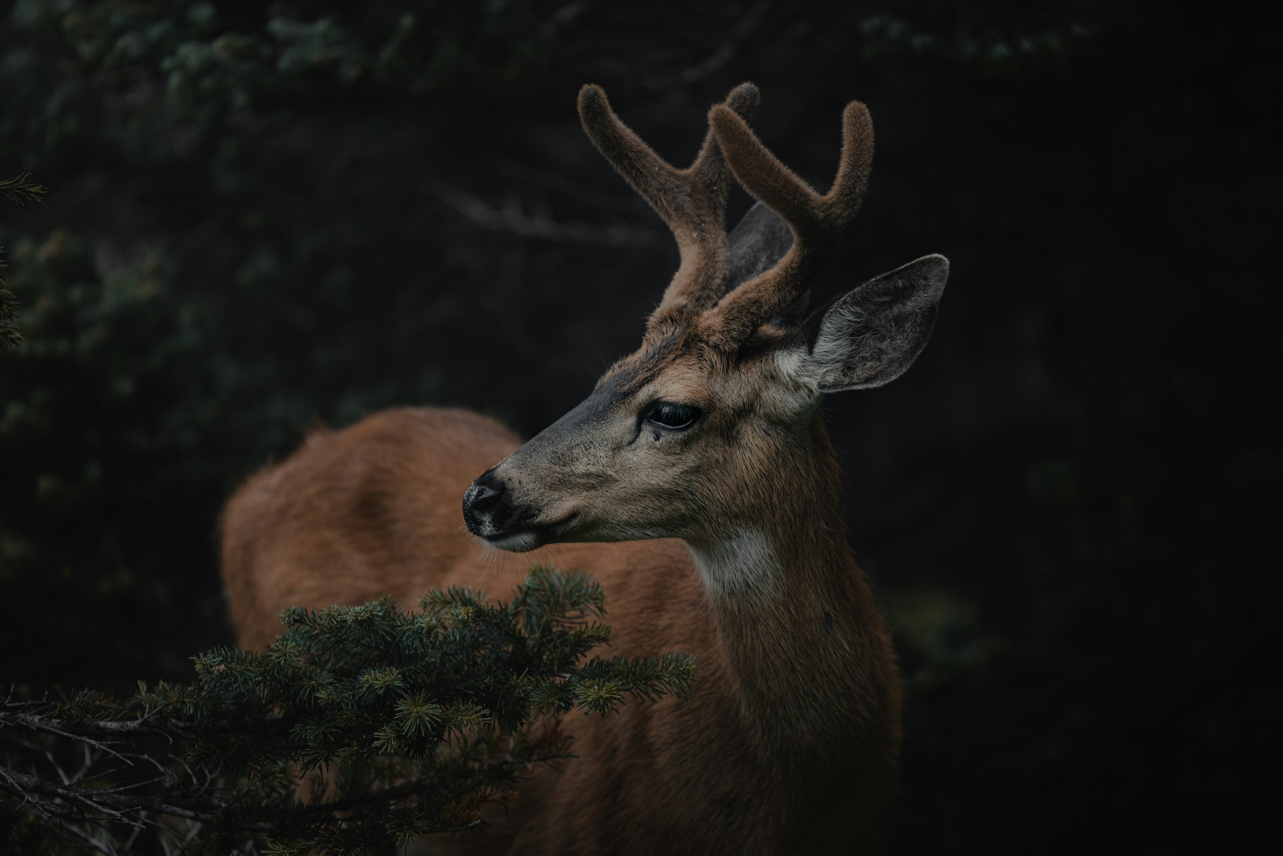 a close up of a deer with antlers on it's head